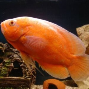 OSCAR RUBI PEZ TROPICAL