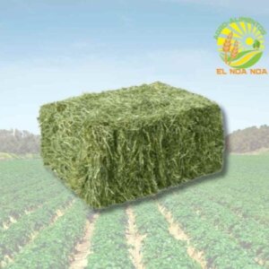 PACA DE ALFALFA DE PRIMERA GRANDE