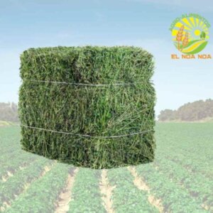 PACA DE ZCATE DE PRIMERA *ESTRELLA O PANGOLA