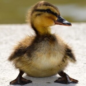 PATO FLORI. DE GRANJA RN *ANIMAL VIVO