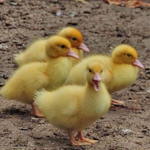 PATITO BEBE LINEA PEKIN FUERA DE CALOR