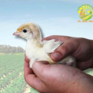 PAVITO BLANCO VIVO DE 21 DIAS