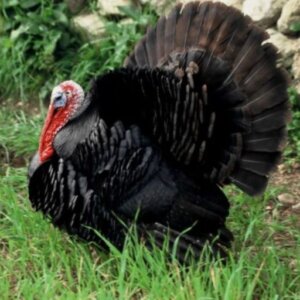 PAVO NEGRO ENGORDA