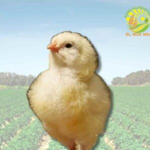 POLLITO  ENGORDA  ROS308 DE LINEA (ANIMAL VIVO)