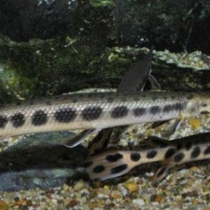 PEJELAGARTO PEZ TROPICAL