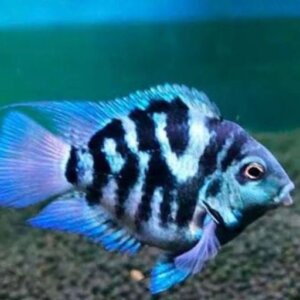 PERICO POLAR BLUE PEZ TROPICAL