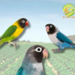 PERSONATA COLORES SURTIDOS