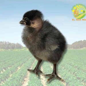 GALLINA FRANCESA PESADA PELONA