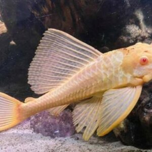PLECOS ALBINO PEZ TROPICAL GATO PLECOSTOMUS