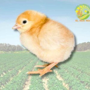 GALLINITA PONEDORA (ANIMAL VIVO)