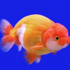 JAPONES RANCHUS BRONCE SELECTO PEZ TROPICAL