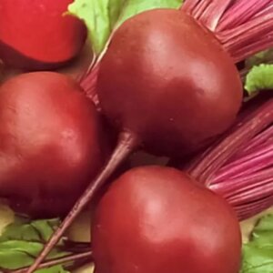 REMOLACHA BETABEL X GRAMO EARLY WONDER KING SEEDS WESTAR *GR