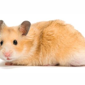 BEBEDERO PARA ROEDORES DE 60 ML. SUNNY