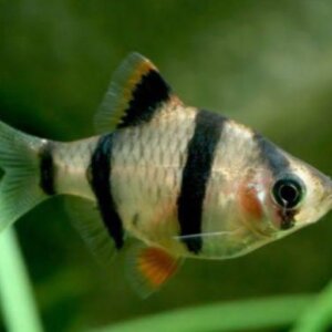 SUMATRANO COMUN PEZ TROPICAL