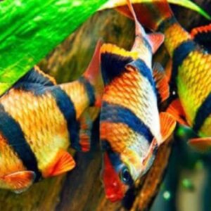 SUMATRANO MORADO PEZ TROPICAL