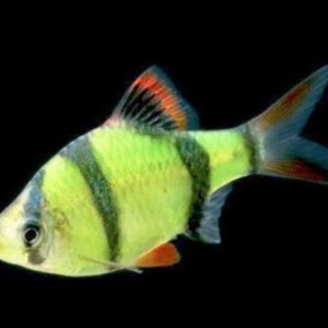 SUMATRANO VERDE PEZ TROPICAL