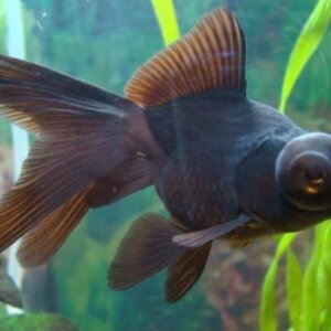 JAPONES TELESCOPIO MEDIANO  TRES COLAS PEZ TROPICAL