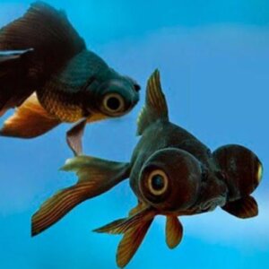 JAPONES TELESCOPIO MIN TRES COLAS PEZ TROPICAL