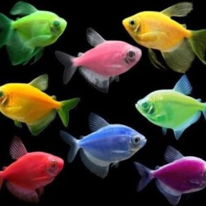 TETRA PRISTELLA TRANSGENICO