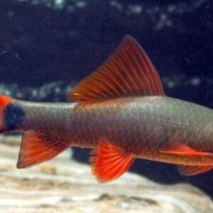 TIBURON ARCOIRIS COMUN  PEZ TROPICAL