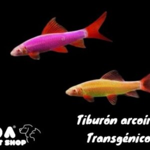 TIBURON ARCOIRIS TRANSGENICO PEZ TROPICAL