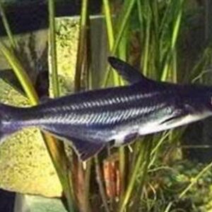 TIBURON PANGASIO PEZ TROPICAL