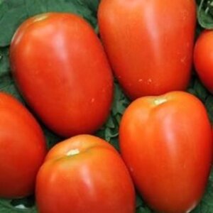 SEMLLA DE TOMATE 1.5GR