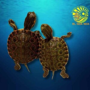 TORTUGUITAS , ANIMAL VIVO